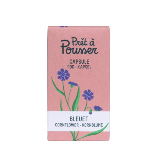 Kornblume (Kräuter Blumen)