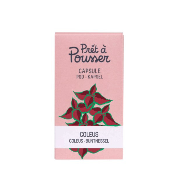 Coleus (Kräuter Blumen)