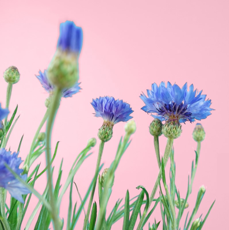 Kornblume (Kräuter Blumen)