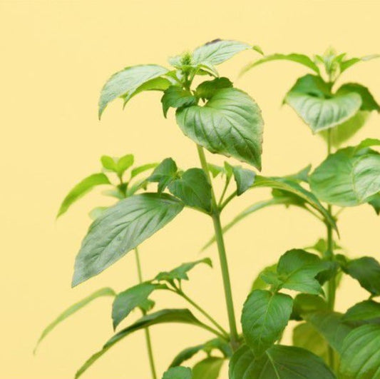 Zitronen-Basilikum (Kräuter Blumen)