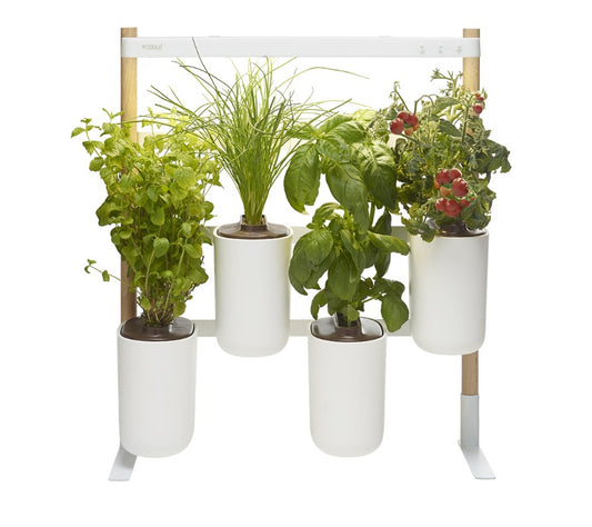 Indoor Kräuter - Blumen - Garten