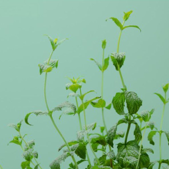 Grüne Minze (Kräuter Blumen)