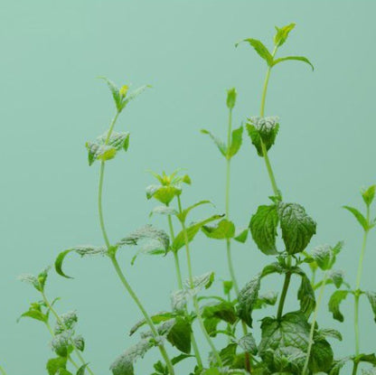 Grüne Minze (Kräuter Blumen)