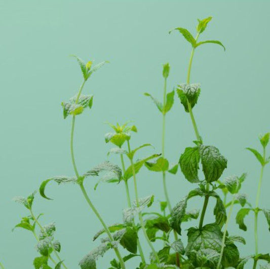 Grüne Minze (Kräuter Blumen)