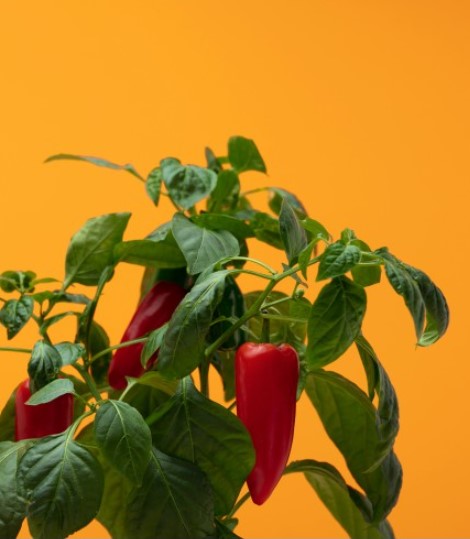 Mini-Paprika (Kräuter Blumen)