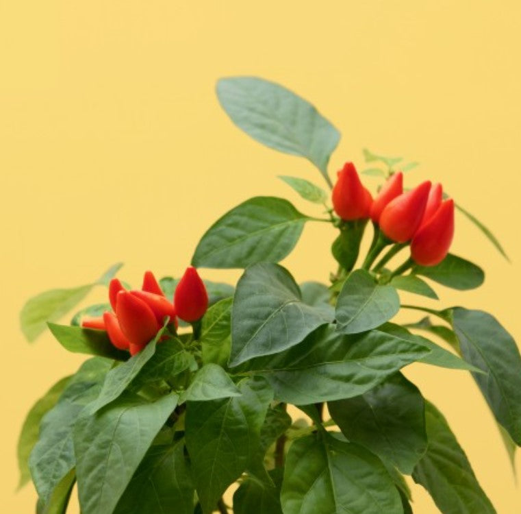 Mini-Chili (Kräuter Blumen)