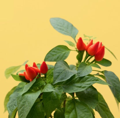 Mini-Chili (Kräuter Blumen)