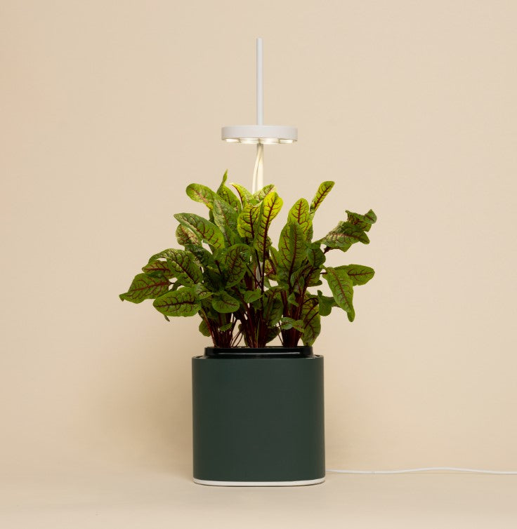 Indoor Kräuter - Blumen - Garten Nano