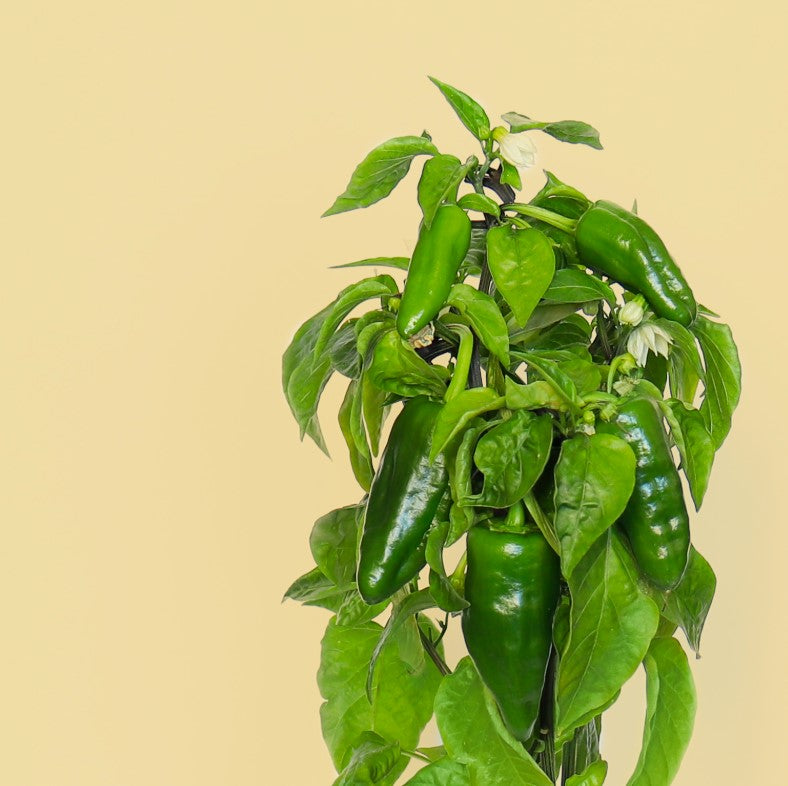 Padron-Paprika (Kräuter Blumen)