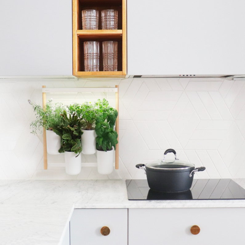 Indoor Kräuter - Blumen - Garten