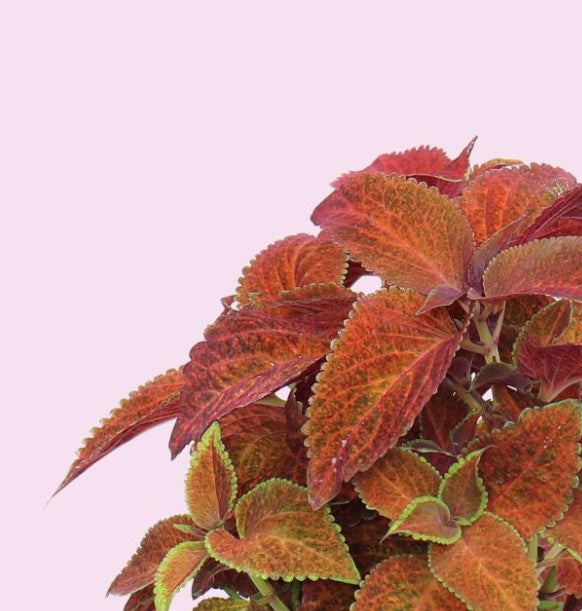 Coleus (Kräuter Blumen)