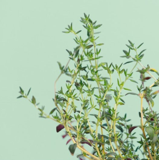 Thymian (Kräuter Blumen)