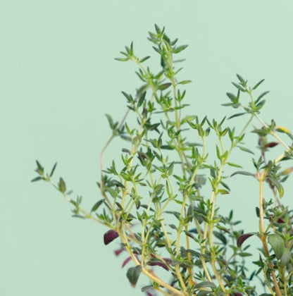 Thymian (Kräuter Blumen)