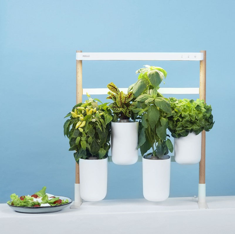 Indoor Kräuter - Blumen - Garten