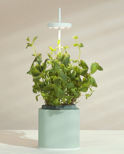 Indoor Kräuter - Blumen - Garten Nano