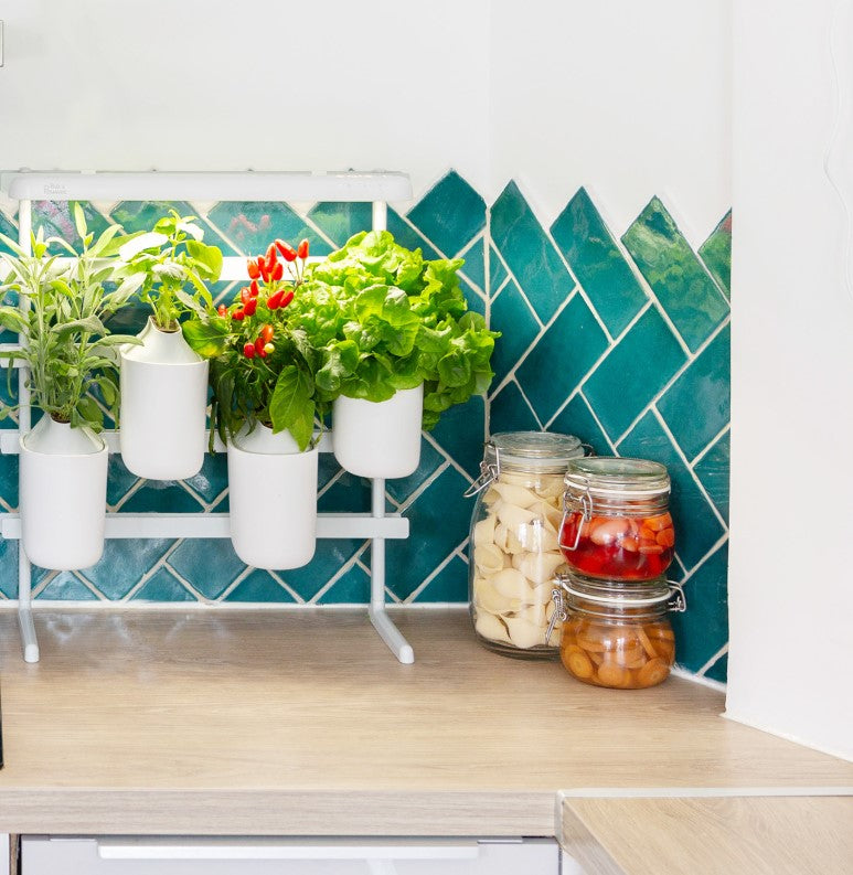 Indoor Kräuter - Blumen - Garten