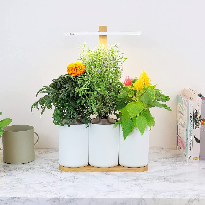 Indoor Kräuter - Blumen - Garten Lilo Connect