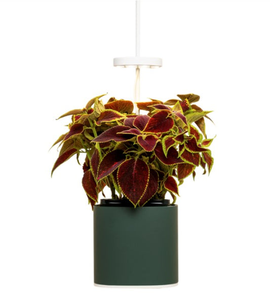 Indoor Kräuter - Blumen - Garten Nano