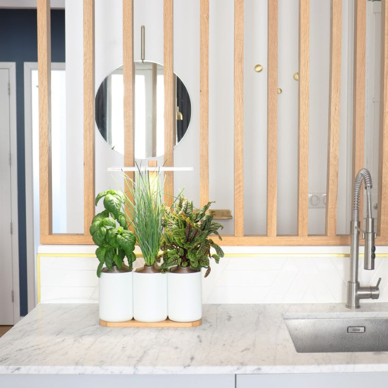 Indoor Kräuter - Blumen - Garten Lilo Connect