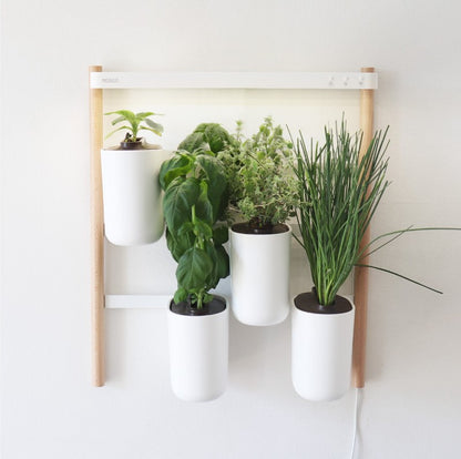 Indoor Kräuter - Blumen - Garten